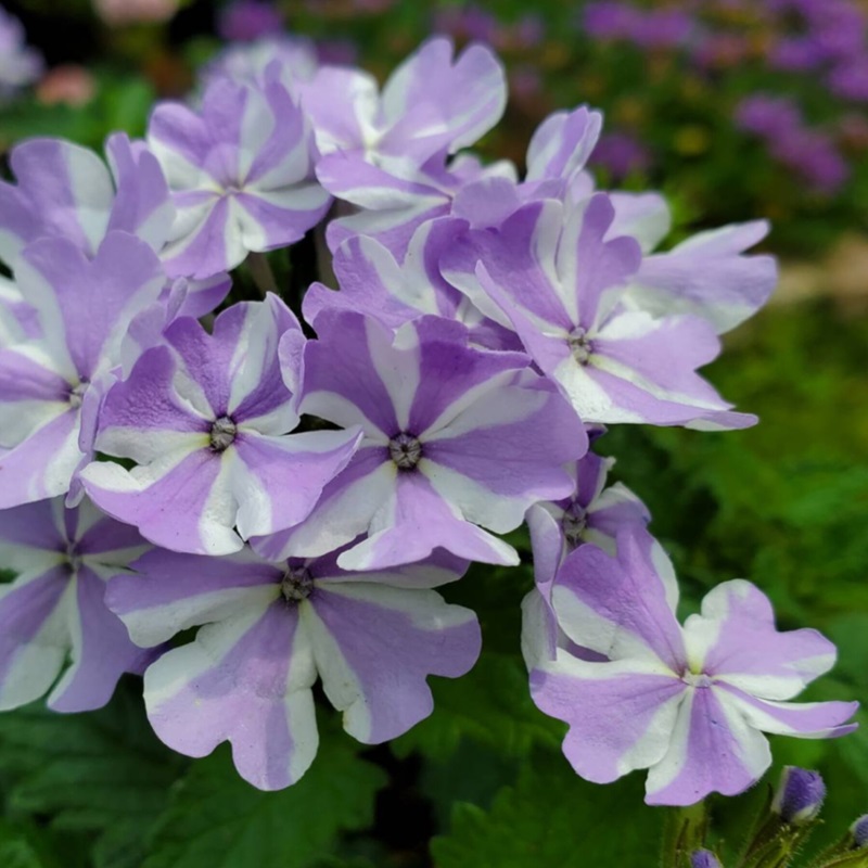 花の画像